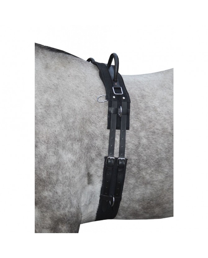 Surfaix canvas - shetland et mini shet - la halle aux minis -