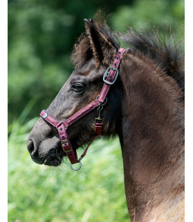 licol lily - mini shetland - bordeaux - la halle aux minis