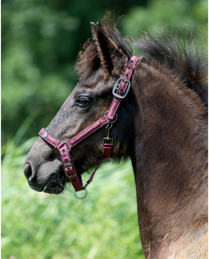 licol lily - mini shetland - bordeaux - la halle aux minis