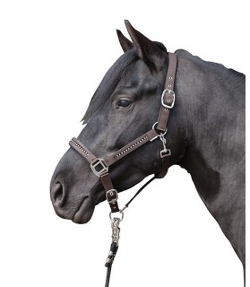3987_Licol_strass_poney_brun_lahalleauxminis