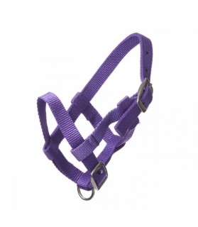 Licol poulain miniature - violet - la halle aux minis