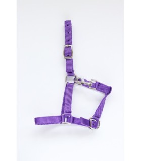Licol nylon violet- cheval miniature - la halle aux minis